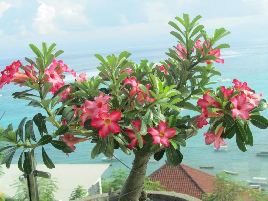 Lembongan Harmony Villas חדר תמונה